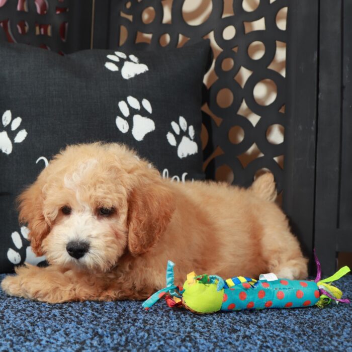 Duke-Playful-Sweet Poochon Puppy - Image 3