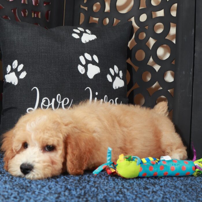 Duke-Playful-Sweet Poochon Puppy - Image 4
