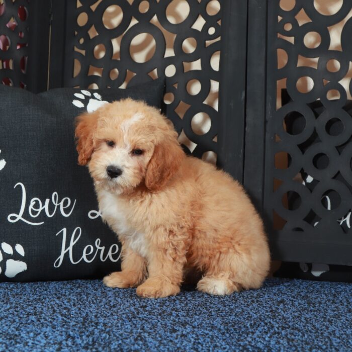 Duke-Playful-Sweet Poochon Puppy - Image 5