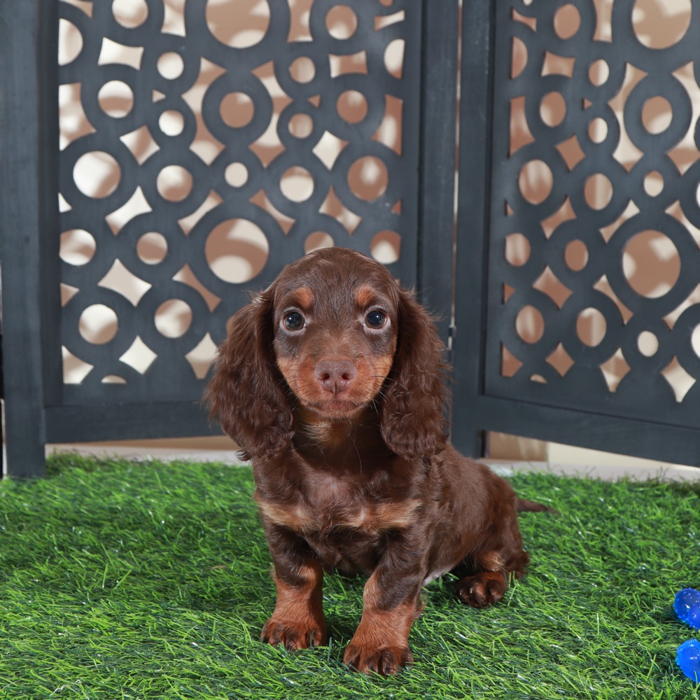 Dusty- Irresistable LH Chocolate ACA Dachshund Puppy - Image 2