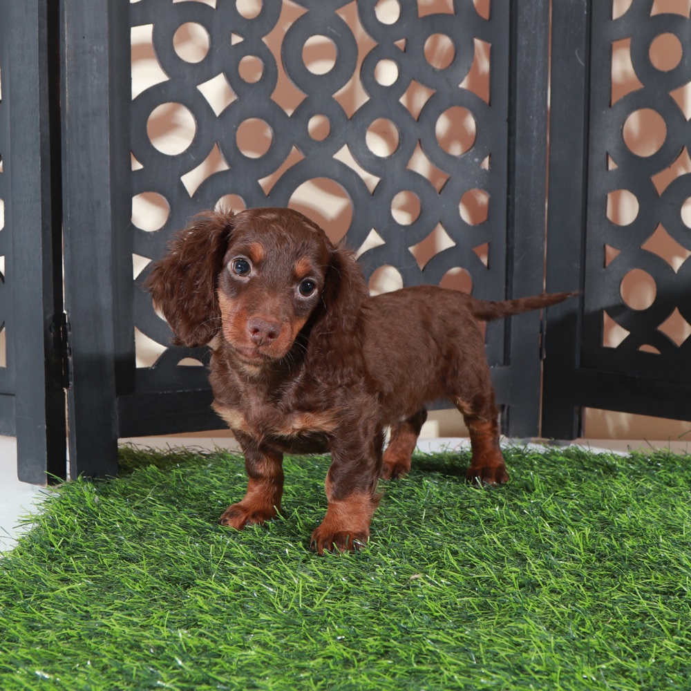 Dusty- Irresistable LH Chocolate ACA Dachshund Puppy - Image 3