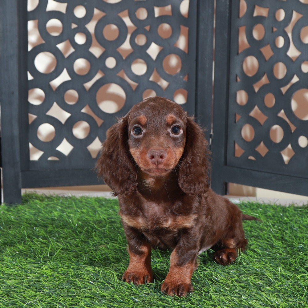 Dusty- Irresistable LH Chocolate ACA Dachshund Puppy
