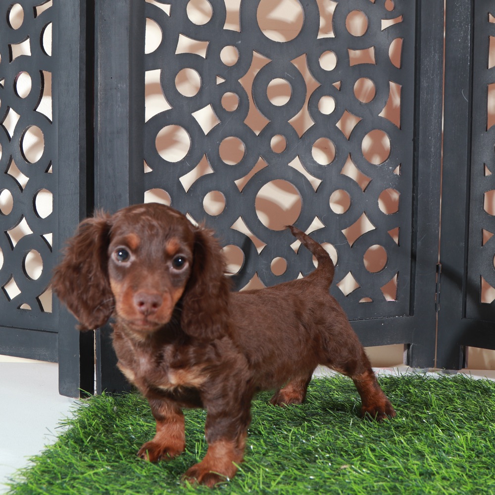 Dusty- Irresistable LH Chocolate ACA Dachshund Puppy - Image 5
