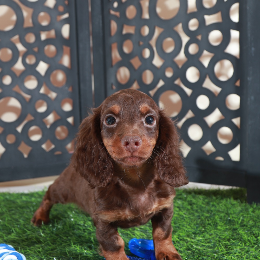 Dusty- Irresistable LH Chocolate ACA Dachshund Puppy - Image 6