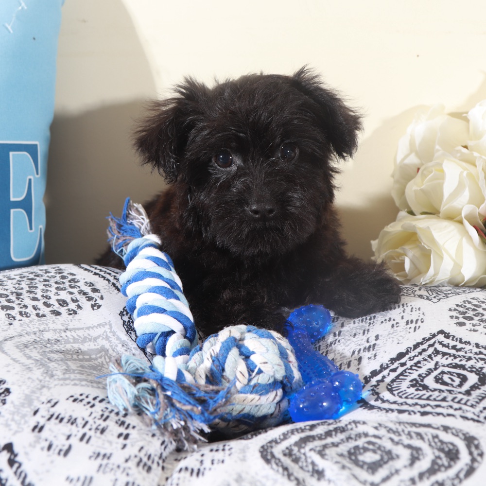 Earl-Handsome Little Yorkie-Poo Puppy