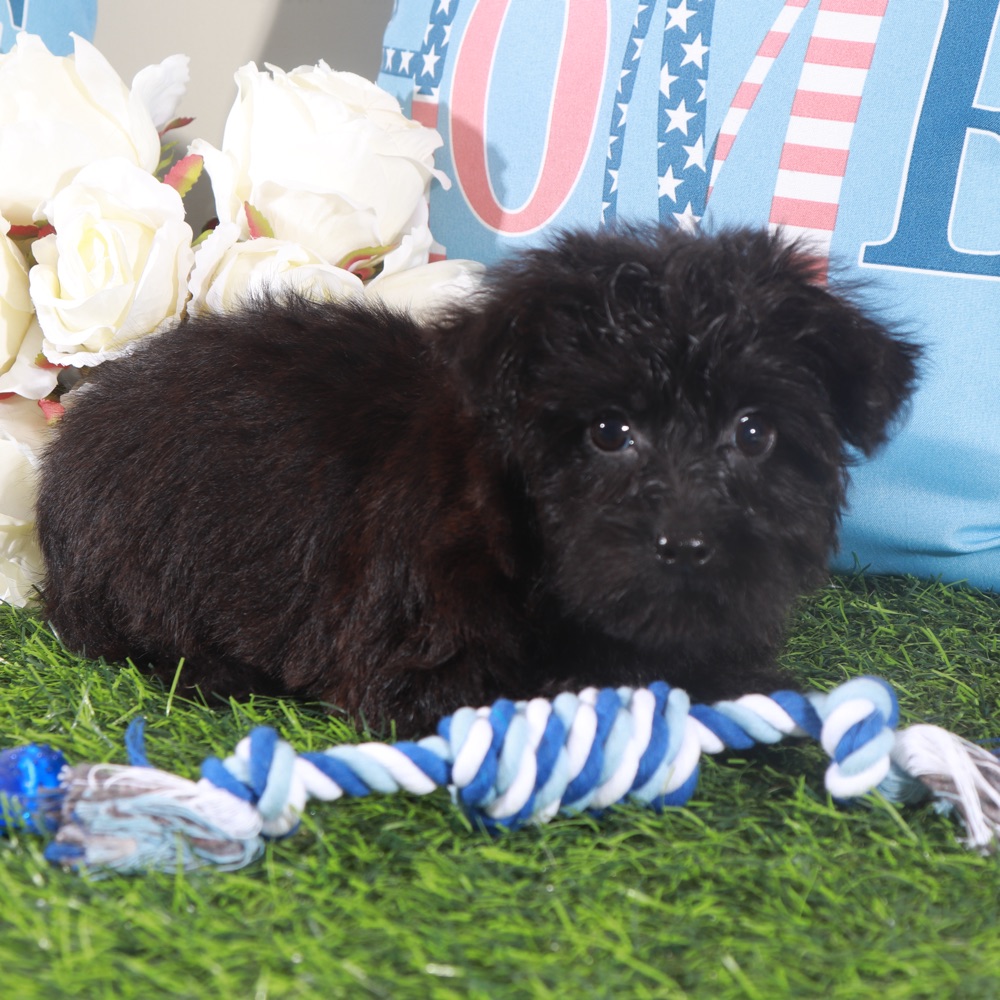 Earl-Handsome Little Yorkie-Poo Puppy - Image 4