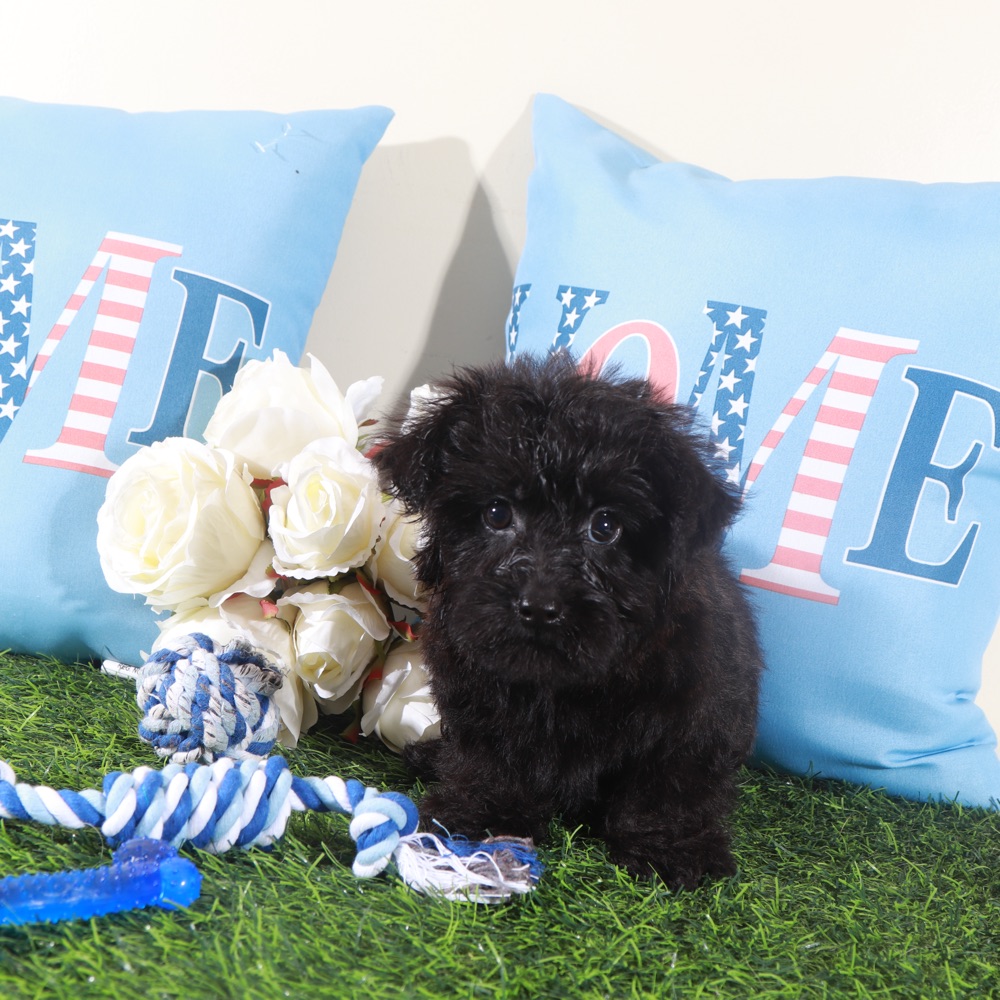 Earl-Handsome Little Yorkie-Poo Puppy - Image 5