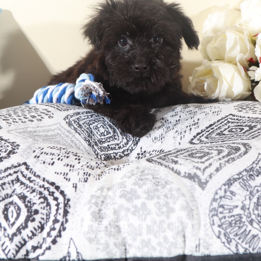 Earl-Handsome Little Yorkie-Poo Puppy - Image 6