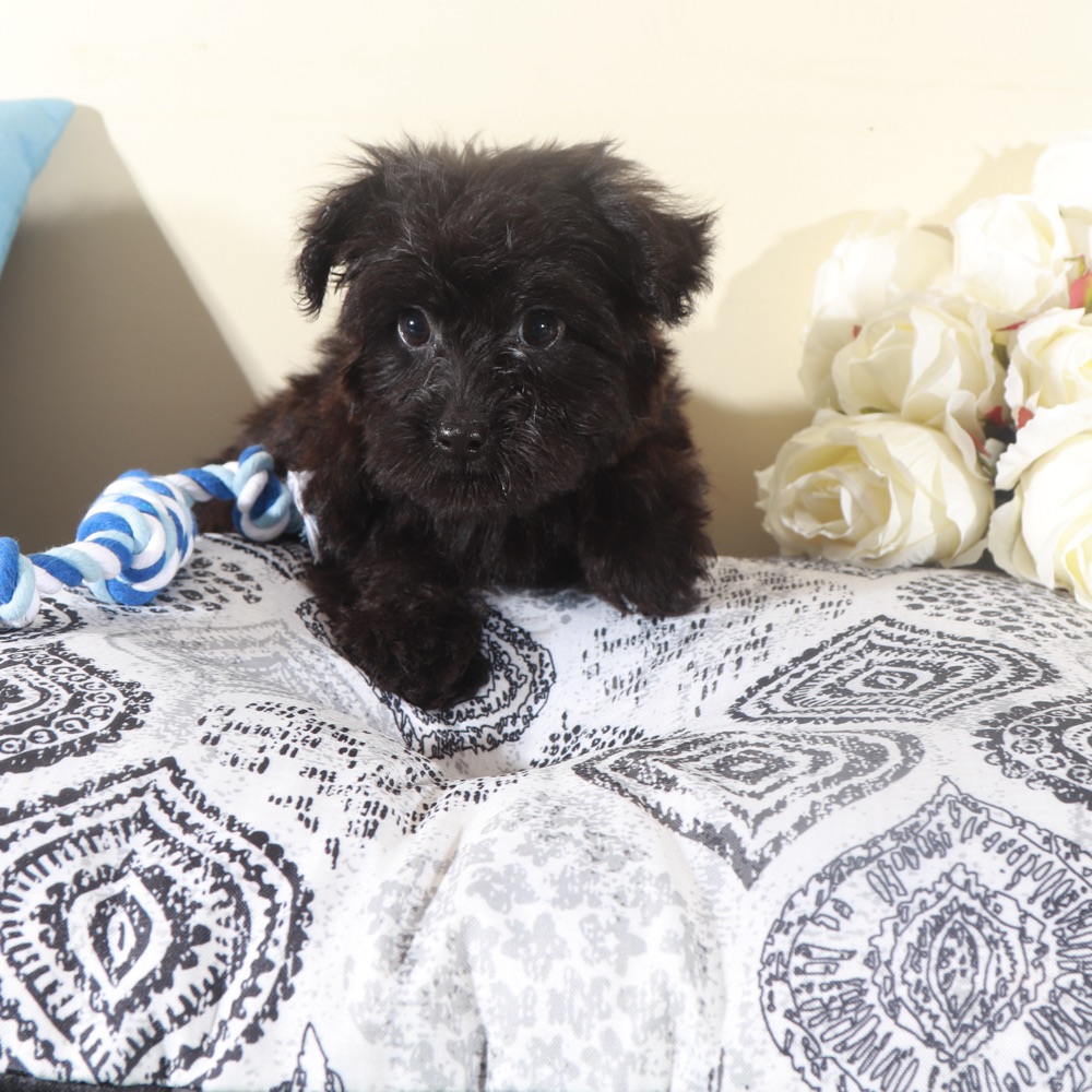 Earl-Handsome Little Yorkie-Poo Puppy - Image 7