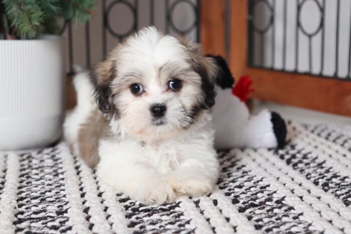 Eddie - Happy Little Male Teddy Bear Puppy