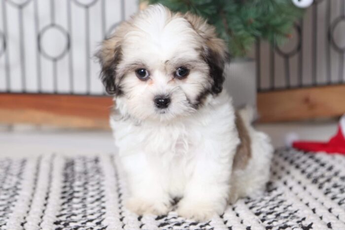 Eddie - Happy Little Male Teddy Bear Puppy - Image 2