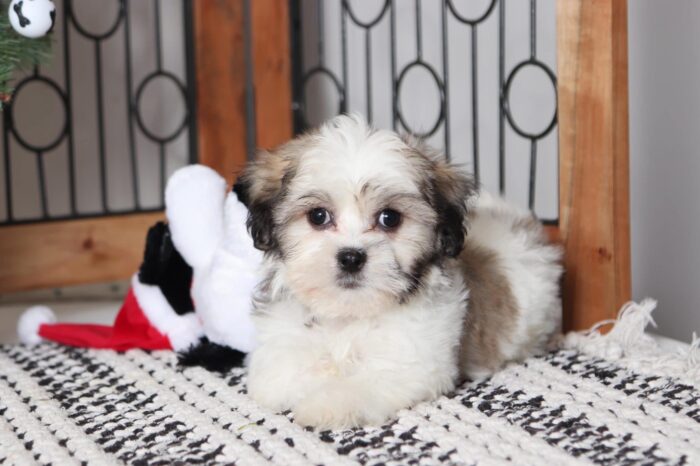 Eddie - Happy Little Male Teddy Bear Puppy - Image 3