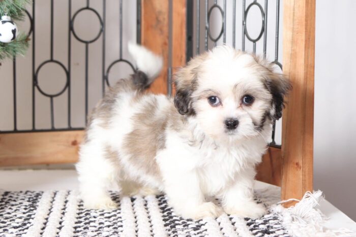 Eddie - Happy Little Male Teddy Bear Puppy - Image 4