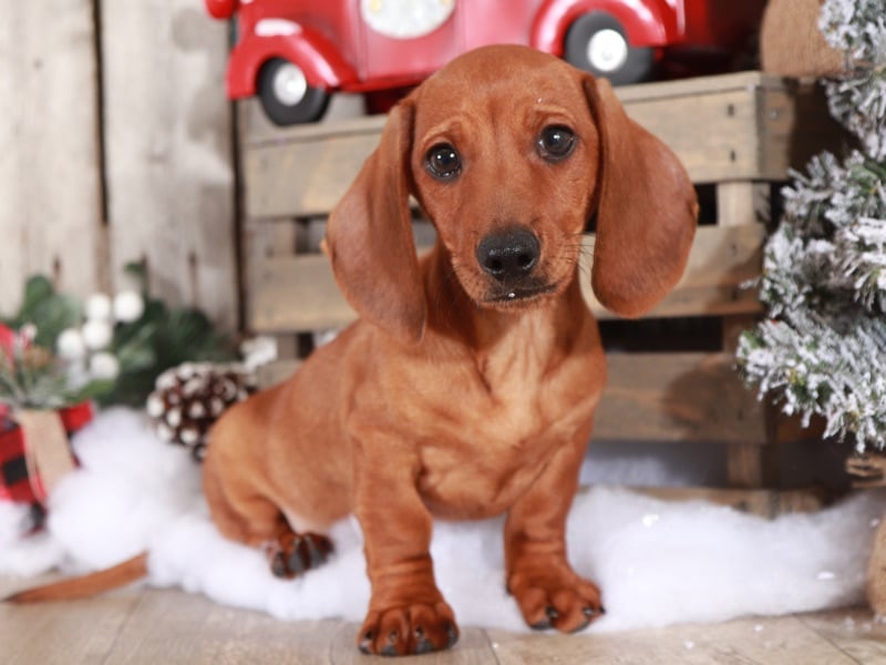 Are Mini Dachshunds Cuddly