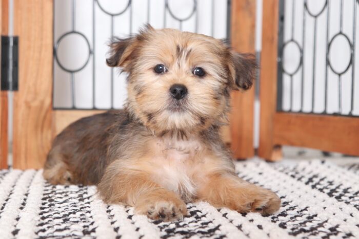 Eli - Fun Male ICA Shorkie Puppy
