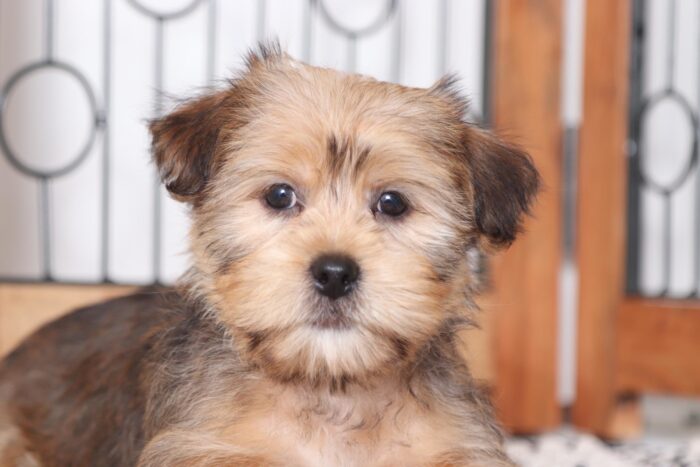 Eli - Fun Male ICA Shorkie Puppy - Image 2
