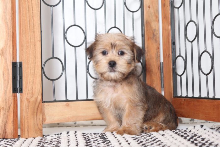 Eli - Fun Male ICA Shorkie Puppy - Image 3