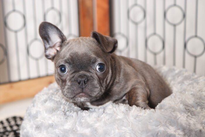 Ellie- Beautiful Female Blue/White Frenchton Puppy