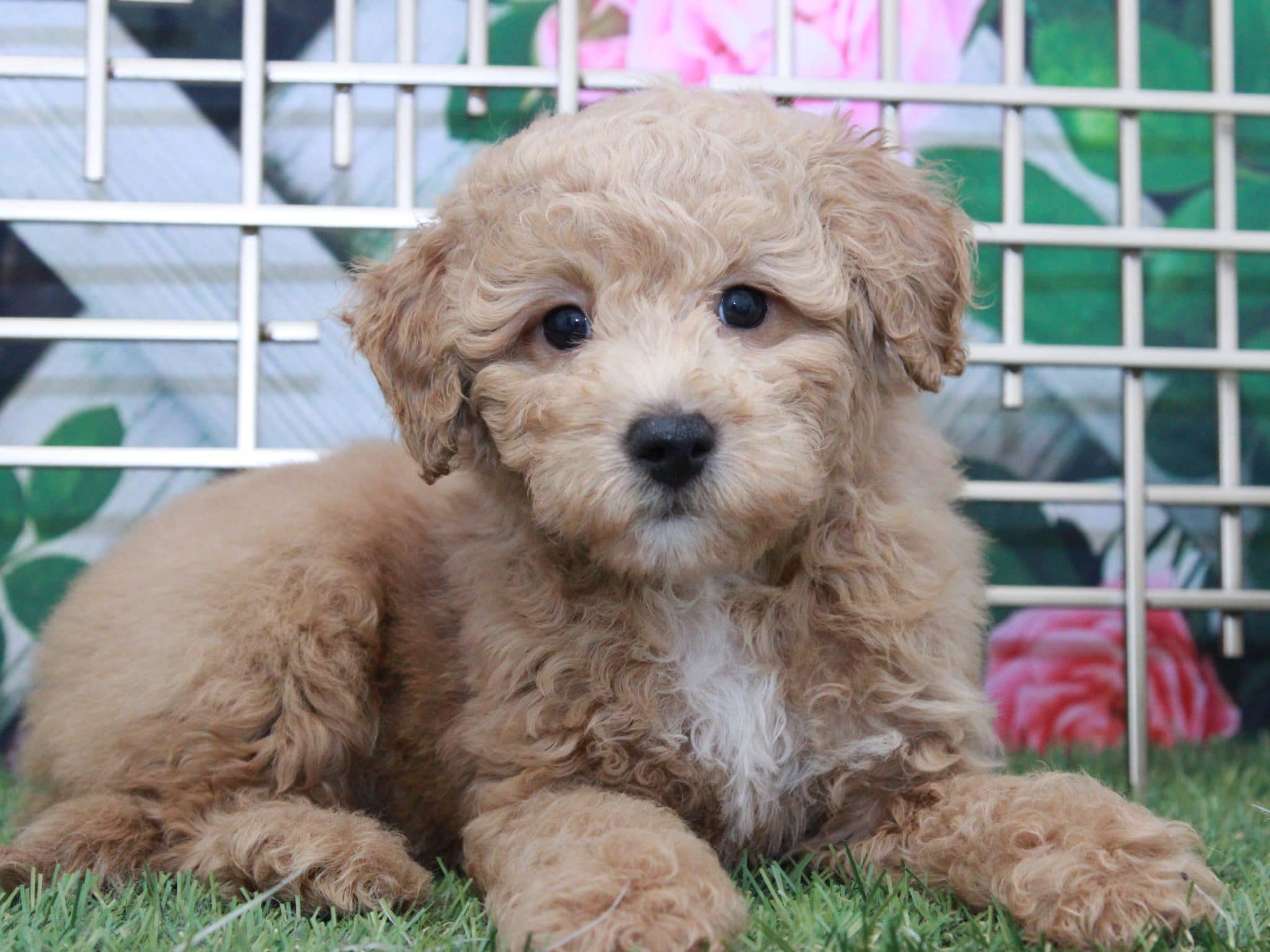 Elmer - Perfect Male Cavapoo Puppy