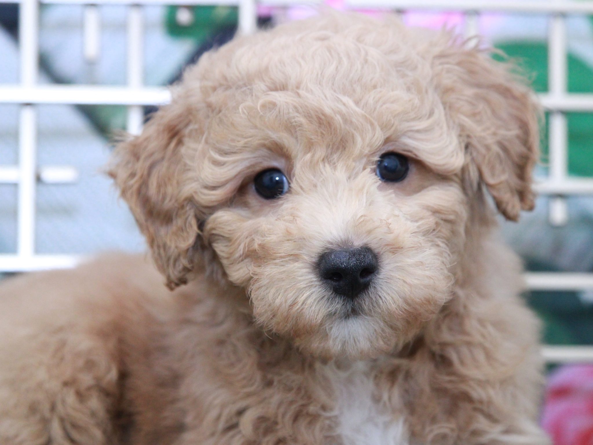 Elmer - Perfect Male Cavapoo Puppy - Image 2