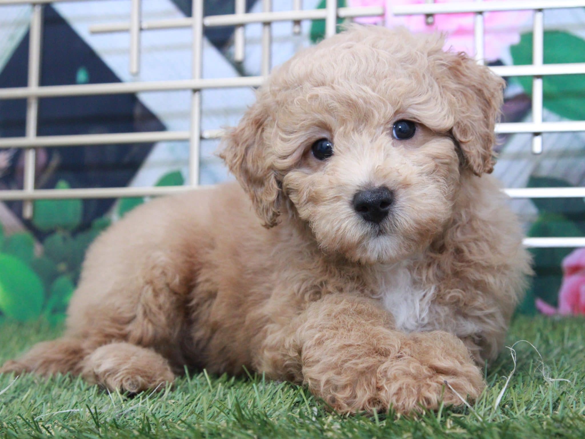 Elmer - Perfect Male Cavapoo Puppy - Image 3