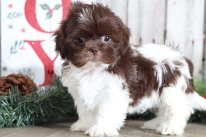 Elton - Dapper Shih Tzu