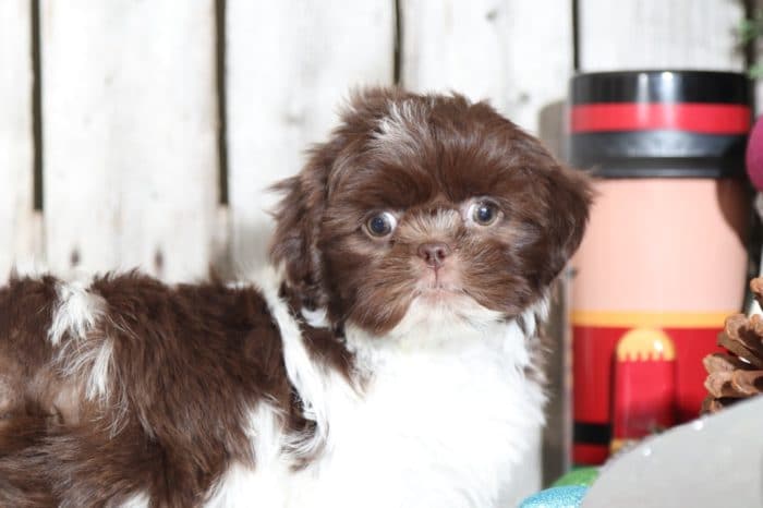 Elton - Dapper Shih Tzu - Image 4