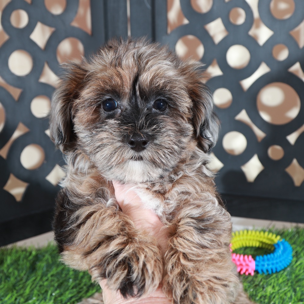 Ember- Gorgeous Merle Yorkie-Poo Puppy - Image 2