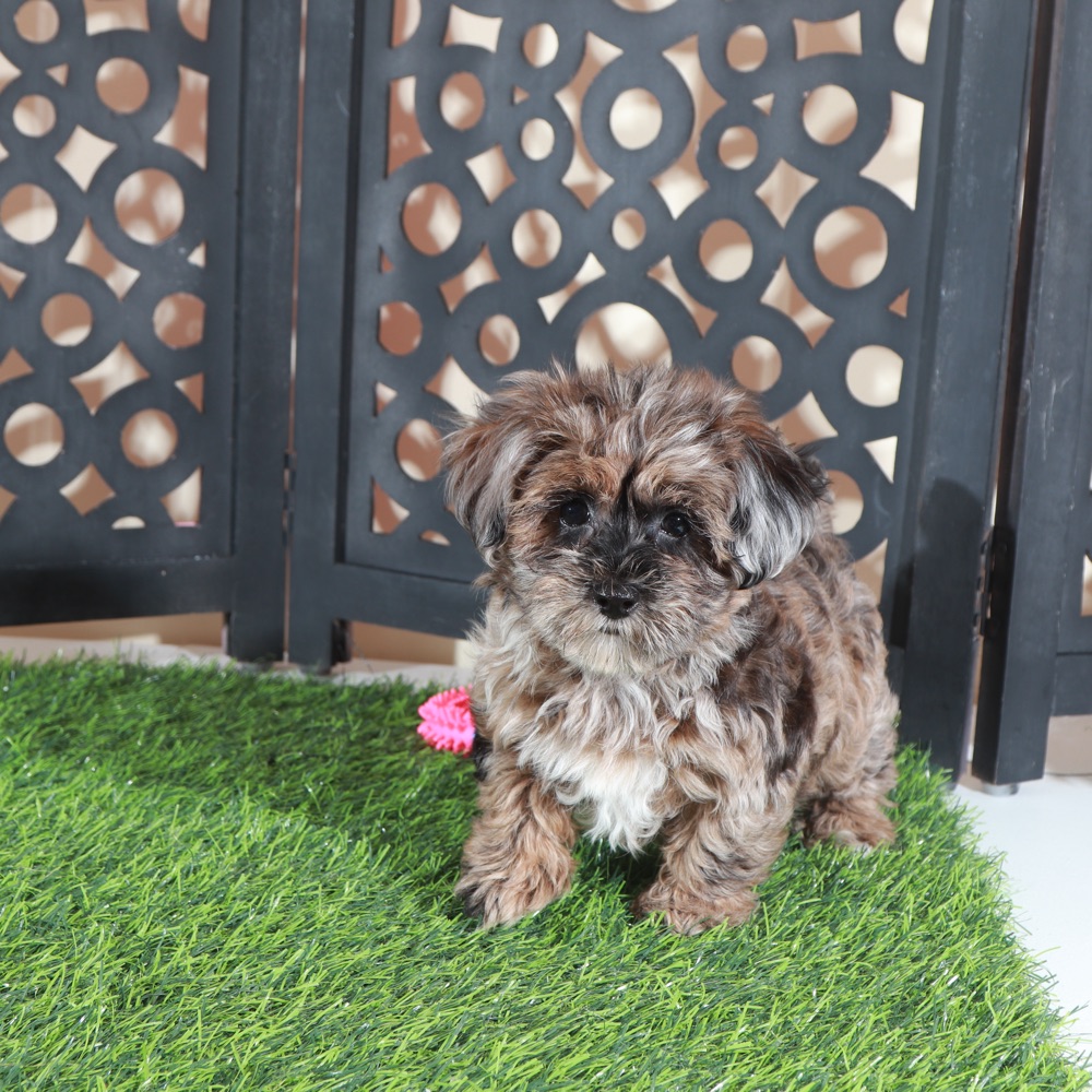Ember- Gorgeous Merle Yorkie-Poo Puppy - Image 3