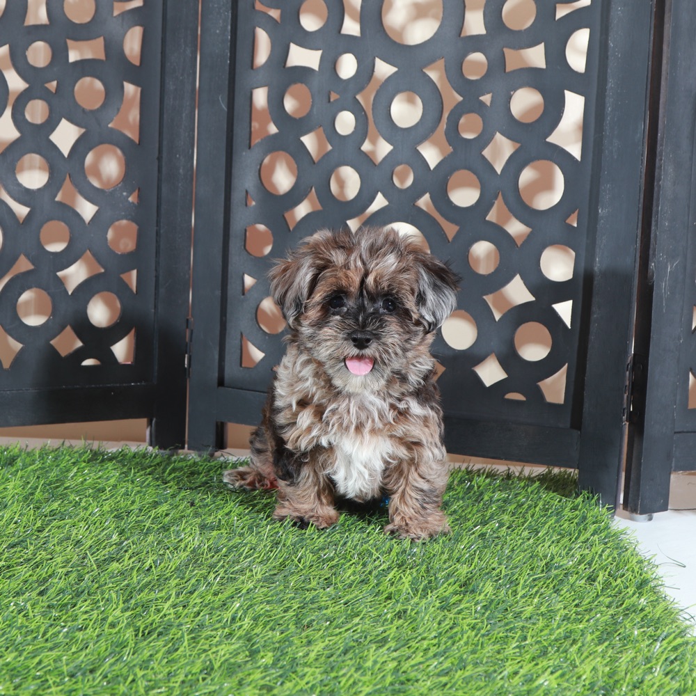 Ember- Gorgeous Merle Yorkie-Poo Puppy - Image 4