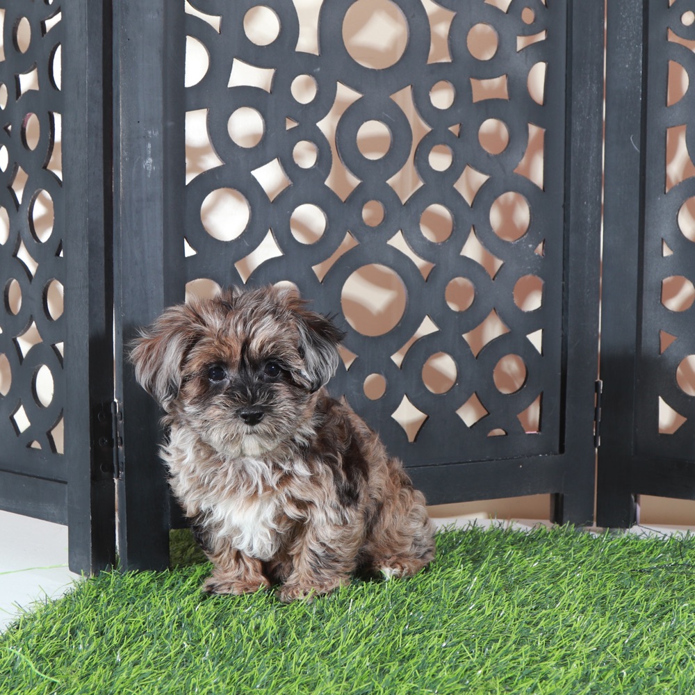 Ember- Gorgeous Merle Yorkie-Poo Puppy - Image 5