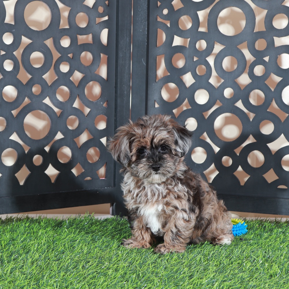 Ember- Gorgeous Merle Yorkie-Poo Puppy