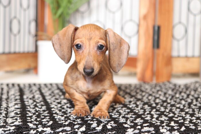 Erika- Precious Little Female ACA Dachshund Puppy - Image 2