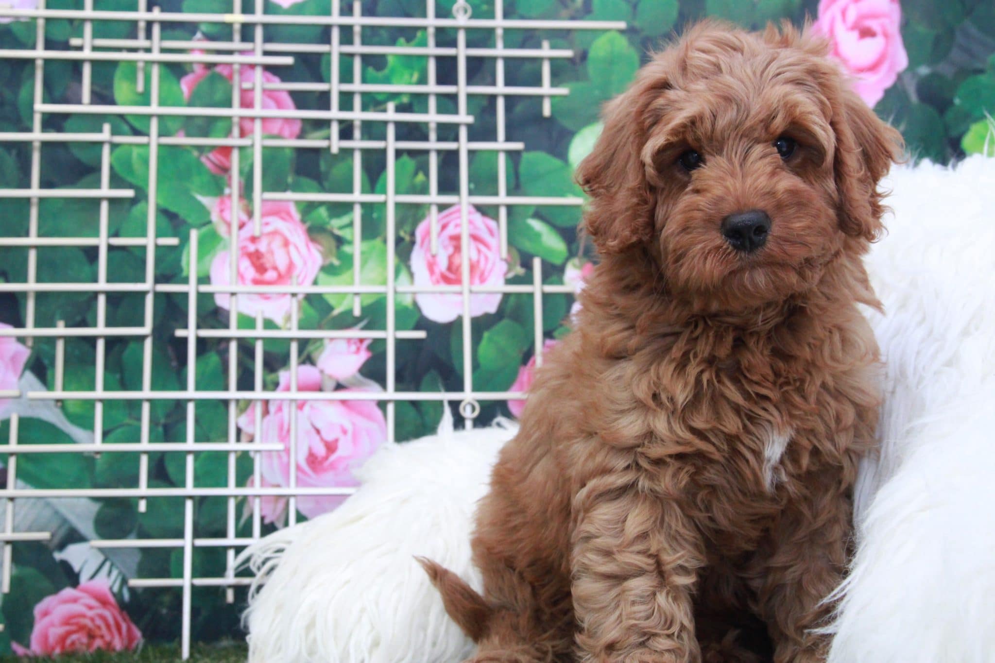Erin - Adorable Female Mini Goldendoodle Puppy - Image 3