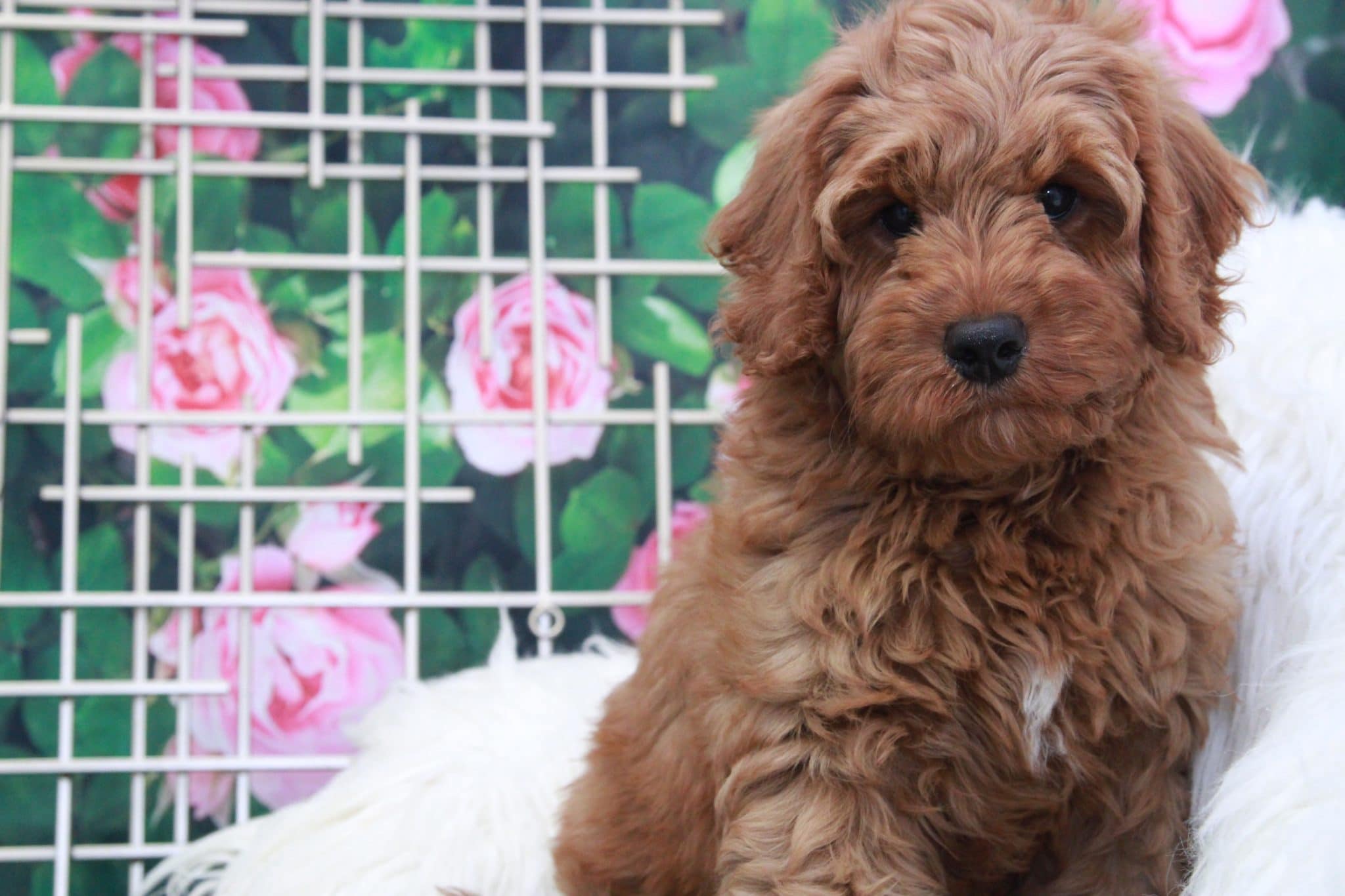 Erin - Adorable Female Mini Goldendoodle Puppy