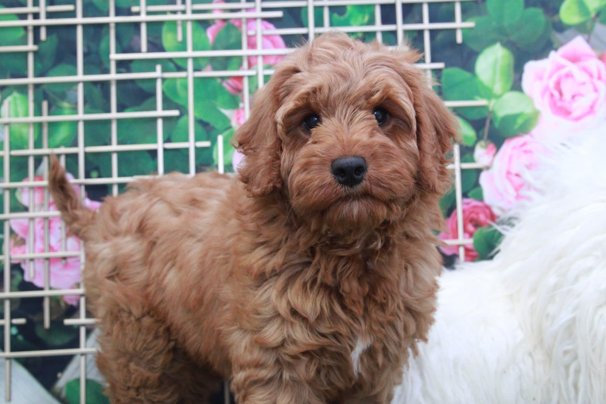 Erin - Adorable Female Mini Goldendoodle Puppy - Image 2