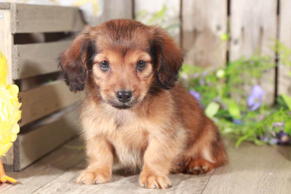 Ernie Super Cool, Wild Boar, Longhaired Dachshund