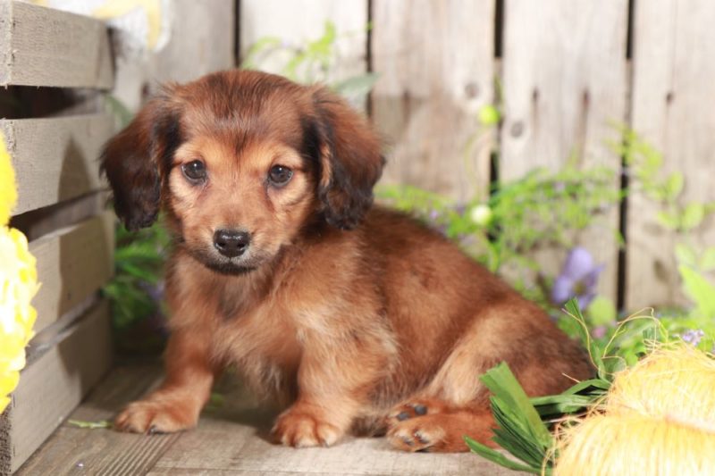 Ernie Super Cool, Wild Boar, Longhaired Dachshund