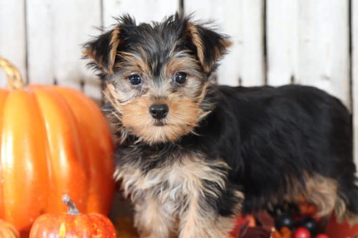 Etta - Stunning Female TOY Yorkie - Image 2