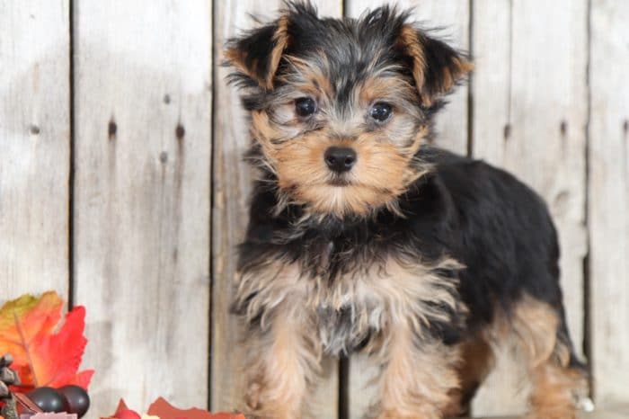 Etta - Stunning Female TOY Yorkie
