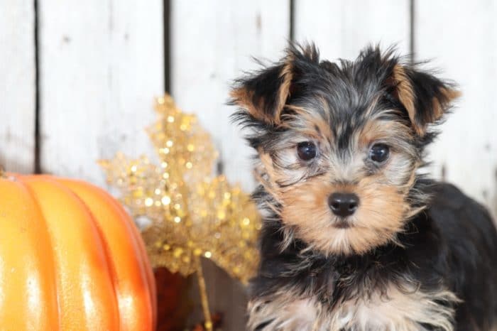 Etta - Stunning Female TOY Yorkie - Image 3