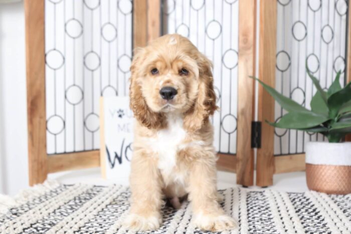 Weston - Handsome Little Male AKC Cocker Spaniel Puppy - Image 4