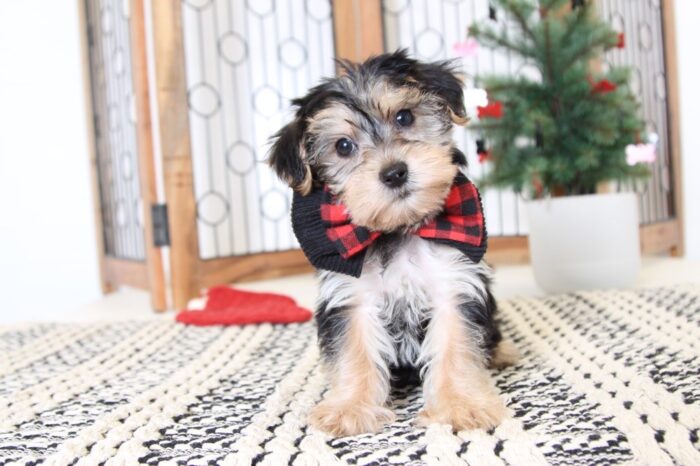 Geoffrey- Gentle Little Male Morkie Puppy