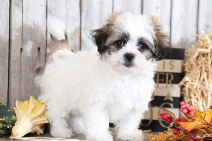Faith - Darling, sweet, Teddy Bear
