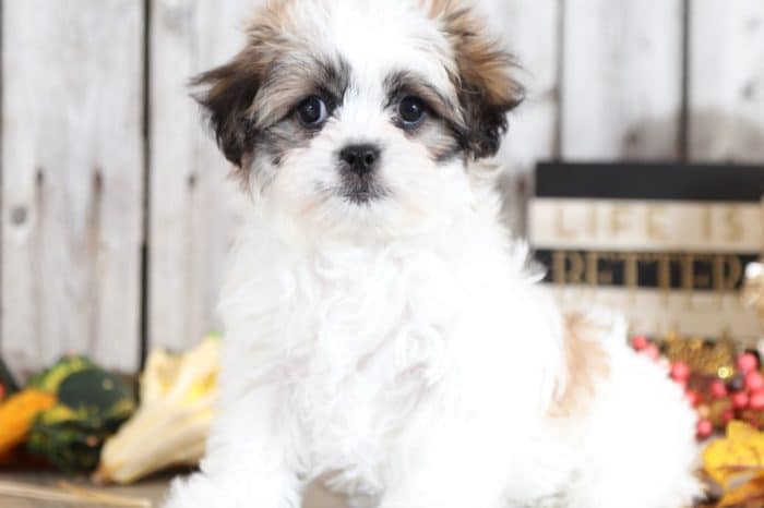 Faith - Darling, sweet, Teddy Bear - Image 2