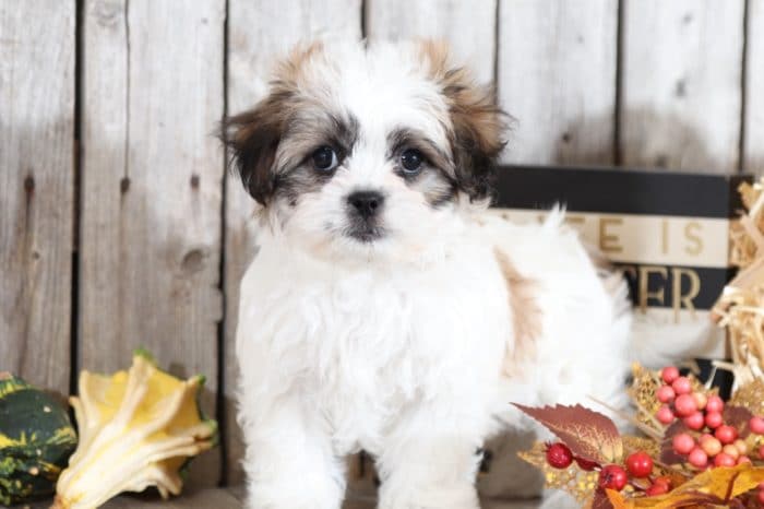 Faith - Darling, sweet, Teddy Bear - Image 3