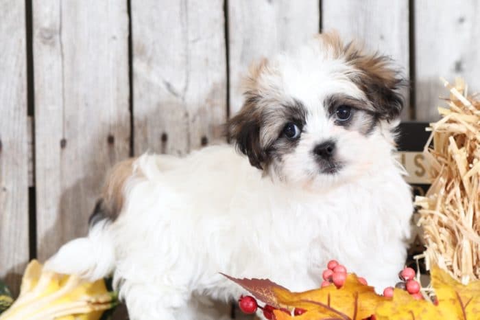 Faith - Darling, sweet, Teddy Bear - Image 4