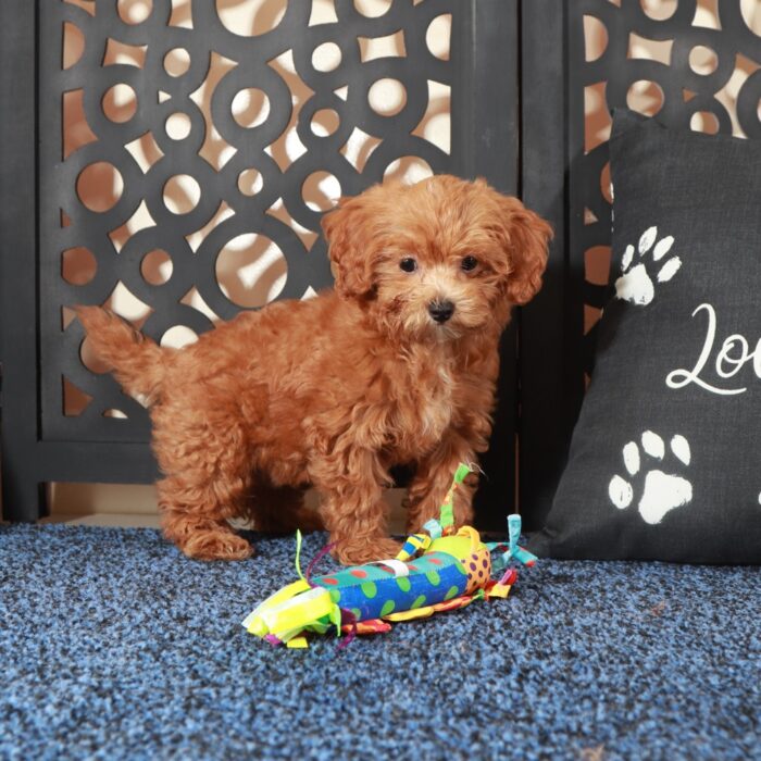 Felisha-Beautiful F1B Shih-Poo - Image 2