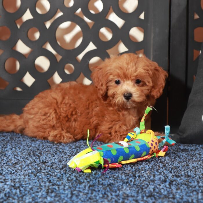 Felisha-Beautiful F1B Shih-Poo - Image 3