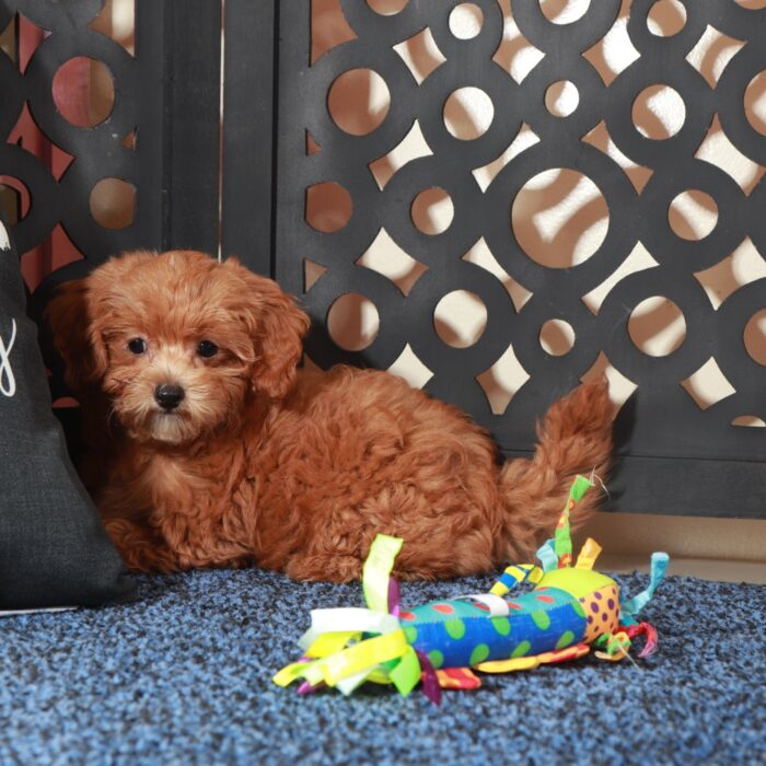Felisha-Beautiful F1B Shih-Poo - Image 4